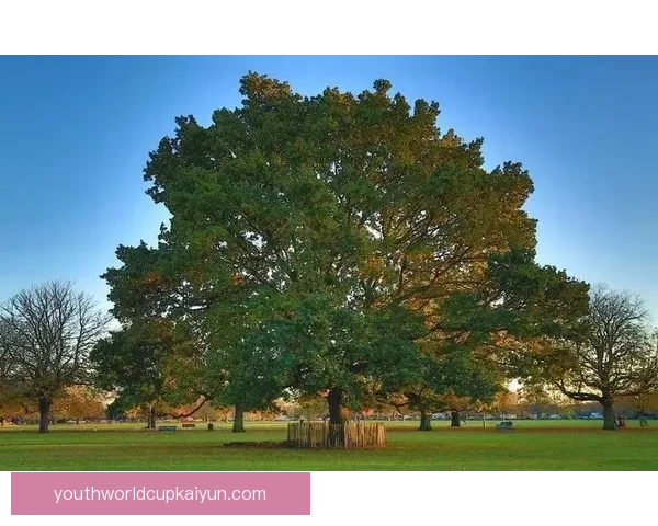恰尔汗奥卢职业规划趋势分析，未来发展备受关注